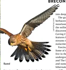  ??  ?? Kestrel