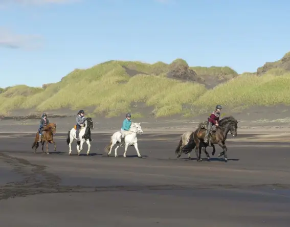  ??  ?? A gallop down the black sand beach made for a memorable final ride.