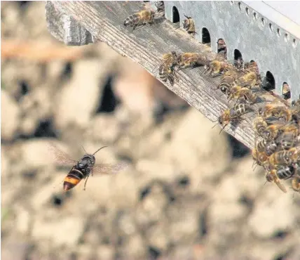  ??  ?? > An Asian hornet attacking a beehive