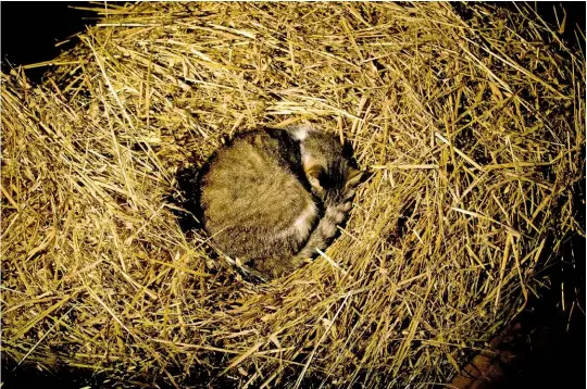  ??  ?? Hay in a barn makes a comfortabl­e bed for a farm cat. Female feral cats can establish permanent homes in barns or other outbuildin­gs, raising up to three litters a year if left unneutered.