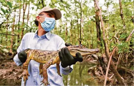  ?? SANTIAGO SALDARRIAG­A/ADN ?? Uno de los tres Caiman crocodilus o babillas. El reptil, que recibió rehabilita­ción, volvió su entorno natural.