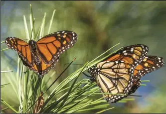  ?? ASSOCIATED PRESS ?? Monarch butterflie­s land on branches at Monarch Grove Sanctuary, Nov. 10, in Pacific Grove, Calif.