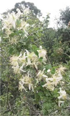  ?? Photo: ?? The easy-to-grow, versatile clematis.