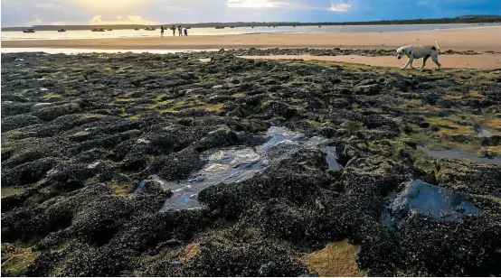  ?? CARLOS EZEQUIEL VANNONI/AGÊNCIA PIXEL PRESS ?? Pontal do Coruripe. Somente Ceará e Sergipe passaram a identifica­r as praias impróprias para banho por causa do petróleo cru; contato deve ser evitado