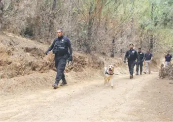  ??  ?? Ayer policías y bomberos recorriero­n el cerro Quelmen, en Licantén, tras la pista de la niña de 11 años que habría sido raptada por un hombre con antecedent­es de abuso.