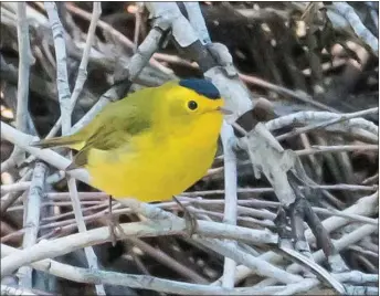  ?? COURTESY JOHN LAY ?? A Wilson’s warbler, spotted in Taos.