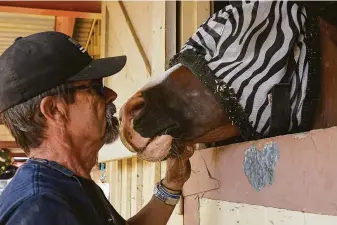  ?? Tracy Barbutes / Special to The Chronicle ?? Joe Pimentel got to bring his seven horses home on Friday after they were forced to spend two weeks in a cramped emergency animal shelter at the Amador County Fairground­s.