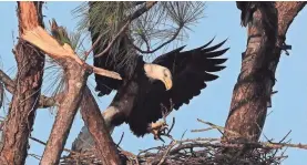  ??  ?? Harriet brings nesting material. ANDREW WEST/THE NEWS-PRESS