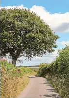  ?? ?? Humble habitats: Hedges play lively host to much wildlife