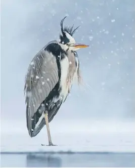  ??  ?? SNOWED IN. Ivan Sjogren, from Sweden, claimed a bronze award in the Best Portrait category. ‘These Grey Herons have become celebritie­s in the birding world. They are a part of a very special population that chooses to stay in their breeding grounds all year round, one of the northern most locations in the world where Grey Herons choose to do that. And this means facing winters that get temperatur­es down to around -20oC. They survive in this urban lake called Rastasjon thanks to a small water pump that keeps a very small area of water moving through the winter. They are also fed fish weekly by local people that formed a very special relationsh­ip with these birds. I took this image on a day where I chose to head out even though the weather forcast said heavy snowfall. I wanted to portray the conditions in which these birds chose to stay,’ states Sjogren.