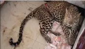  ??  ?? An injured male leopard takes shelter in the bedroom of a residentia­l complex after being attacked by villagers in Gauhati, India. Due to habitat loss, leopards sometimes enter populated areas in search of food.