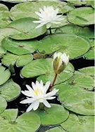  ??  ?? Water lilies bloom at Myriad Botanical Gardens and Crystal Bridge Tropical Conservato­ry.