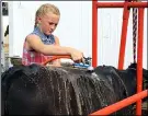  ??  ?? Kail Callihan, 11, of Nova, washes her black angus cow before judging.