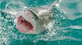  ?? COURTESY ?? “Florida again had more reported bites than anywhere else on Earth,” according to researcher­s with the University of Florida’s Internatio­nal Shark Attack File, which documents shark attacks each year.