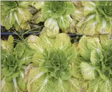  ??  ?? Plants wintering at Root Mass Farm in mid-December.