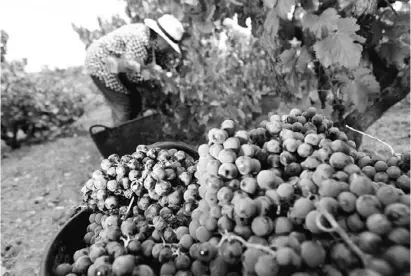  ?? Foto: Ángel García ?? Monastrell-Ernte: Weinmachen ist Knochenjob und hohe Kunst zugleich.