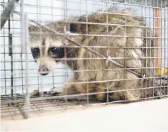  ??  ?? The captured raccoon sitting in a cage in this image obtained from social media.