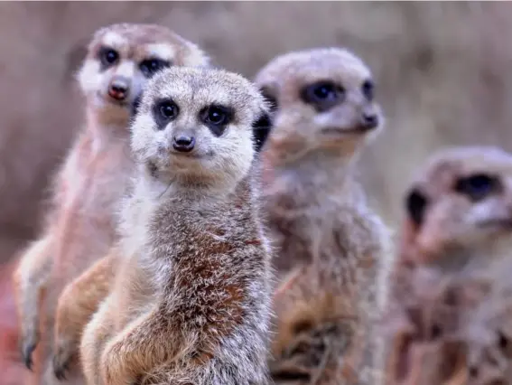  ??  ?? Meerkats are the most likely out of a list of 1,000 mammals to kill a member of their own species