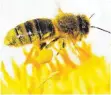  ?? FOTO: DPA ?? Populär wie lange nicht: Honigbiene­n.