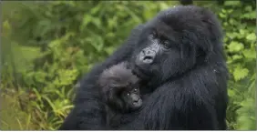  ?? FOTO: AP PHOTO/BEN CURTIS ?? Att ta hand om barnen är inte bara upp till honorna bland bergsgoril­lorna i Rwanda. Hannarna gör det också, och belönas.