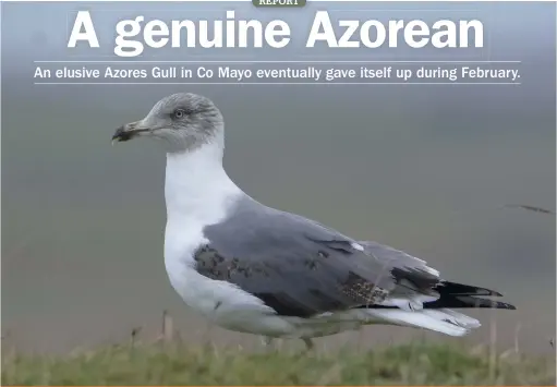  ?? ?? Azores Gull: Mullet Peninsula, Co Mayo, from June 2021
The Co Mayo Azores Gull showed well in mid-February, coming to bread at one point.