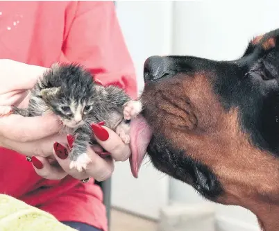  ??  ?? Bear has taken a shine to the kittens (above and below) and licks them clean after every feed of formula.