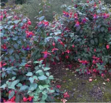  ?? ?? From left: fuschias, dahlias and a spring garden.