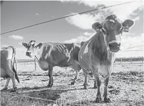  ?? ZACH BOYDEN-HOLMES/USA TODAY NETWORK ?? Lyon's family has liquidated cattle. its 400-cow dairy farm and is switching to beef