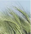  ??  ?? 0 High plantings and low prices hit barley producers