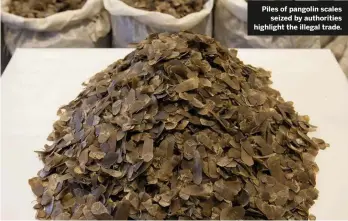  ??  ?? Piles of pangolin scales seized by authoritie­s highlight the illegal trade.