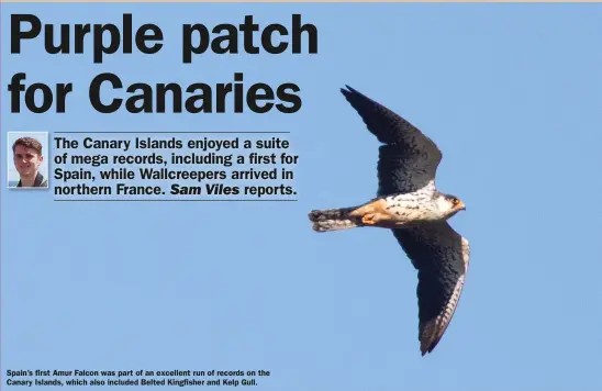  ??  ?? Spain’s first Amur Falcon was part of an excellent run of records on the Canary Islands, which also included Belted Kingfisher and Kelp Gull.