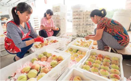  ?? — AFP ?? Chinese farmers putting peaches in boxes to sell in Lianyungan­g, in China’s Jiangsu province.