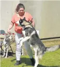  ??  ?? Dig day Last year’s doggie day was a great success