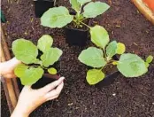  ?? ?? A green eggplant sprout is planted. It’s time for midsummer vegetable planting for harvest in fall.