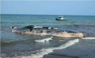  ?? Courtesy Balazs Buzas / Al Mayya Sanctuary ?? Fujairah plans to exhibit the skeleton of the sperm whale.