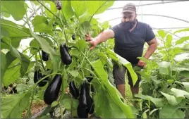  ?? (Photo S. B.) ?? Avec près de 200 producteur­s (ici, Guillaume Frère dans ses serres du boulevard Rouquier) tout type d’agricultur­e confondue, le Pays de Grasse s’appuie sur une solide base.