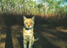  ?? AFP ?? A feral cat in the wild in Australia. Feral cats have wiped out entire population­s of some animals in Australia since being introduced by European settlers two centuries ago.