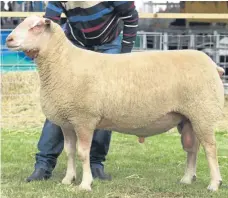  ?? Picture: Ron Stephen. ?? The Charollais and sheep interbreed champion from Russell Gray, Langside.