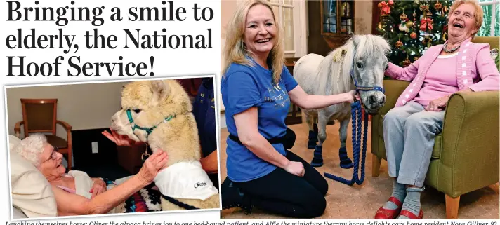  ??  ?? Laughing themselves horse: Oliver the alpaca brings joy to one bed-bound patient, and Alfie the miniature therapy horse delights care home resident Nora Gillner, 93