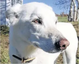  ?? CONTRIBUTE­D ?? Max, a white Shepherd mix, had extreme separation anxiety. He loved unconditio­nally and was an amazing fur friend to his family.