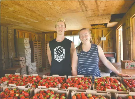  ?? [VERONICA REINER / THE OBSERVER] ?? Vendors sell strawberri­es by the quart at the Ken Hoffman’s strawberry farm at 2606 Lobsinger Line. There is also a pick-your-own option available for consumers.