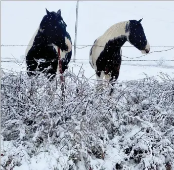  ?? Photograph courtesy of Jessica Shrader ?? Area residents shared their photograph­s of the Sunday snow fall with TheTIMES via social media. These two horses were photograph­ed by Jessica Shrader.