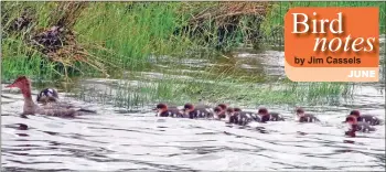  ?? Photo Elizabeth Smith ?? Red-breasted merganser with young.