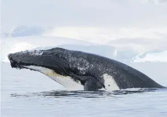  ?? ARI FRIEDLAEND­ER/THE NATIONAL SCIENCE FOUNDATION ?? A humpback whale breaches off the Antarctic Peninsula, which is showing the worst effects of climate change on the continent, threatenin­g the well-being of penguins.