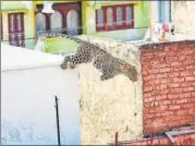  ?? HIMANSHU SHARMA/HT ?? Around 6 am, people in Alwar town’s Arya Nagar neighbourh­ood spotted the leopard.