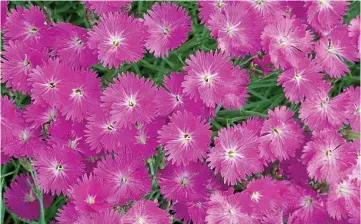  ??  ?? Dazzling: The fragrant Cheddar pink has frilled petals and provides a glorious display