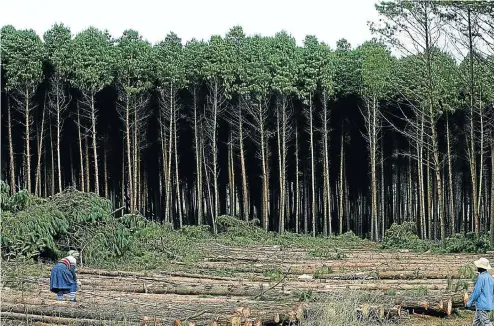  ??  ?? The Mondi Group says it has a record of settling land claims ‘in a positive way’, for example by leasing forested land back from successful land claimants.