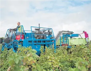  ??  ?? A likely shortage in the usual amount of seasonal workers coming to the UK could prompt the government to form a Land Army of pickers.