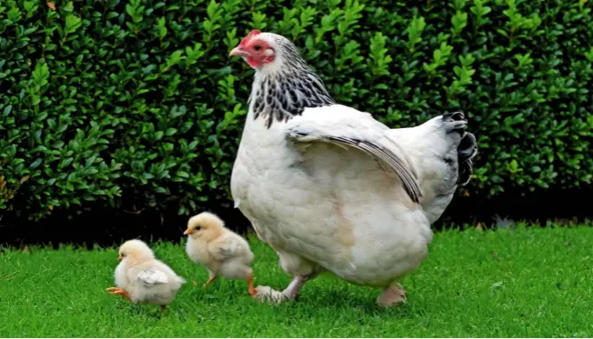  ??  ?? A proud mother with two of her delightful chicks. The Light Sussex, however, is less broody than other varieties.