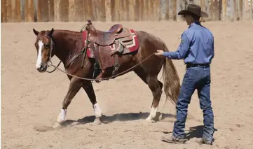  ??  ?? Before you get on a new horse for the first time, ask him to walk around you in both directions so you can watch how he travels in the arena.